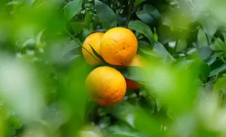 夏日限定甜蜜！麗江下金安村晚熟沃柑迎來尾季
